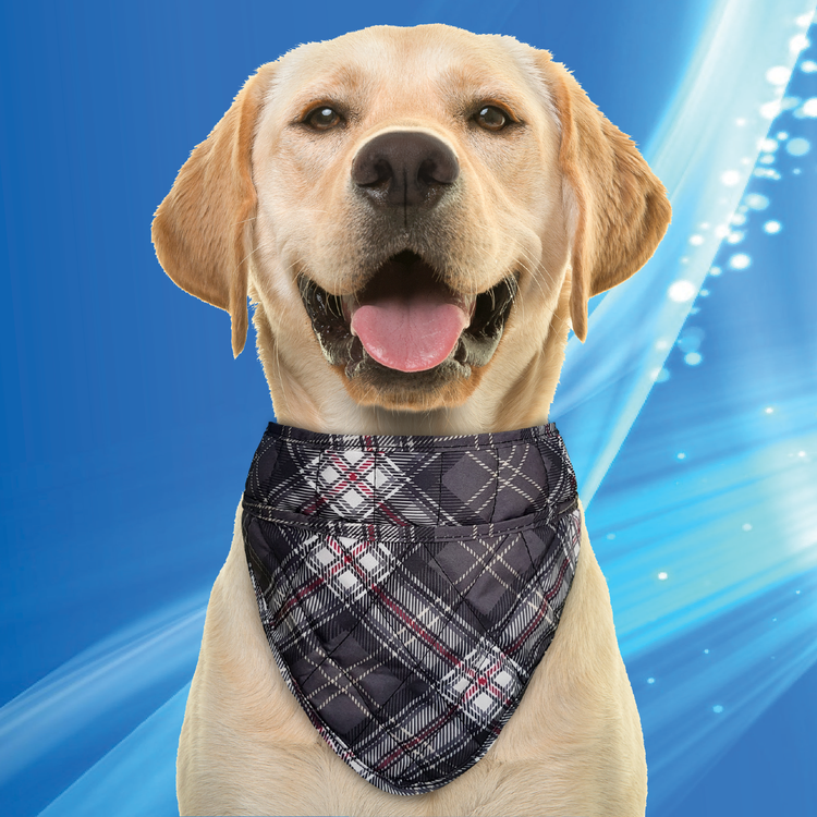Bandana XXL Scottish Grey