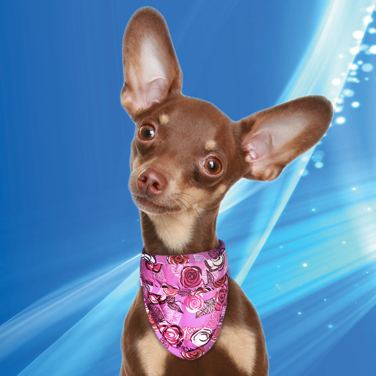 Bandana XS Rose