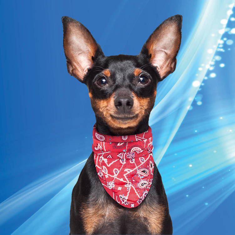 Bandana XXS Red Western