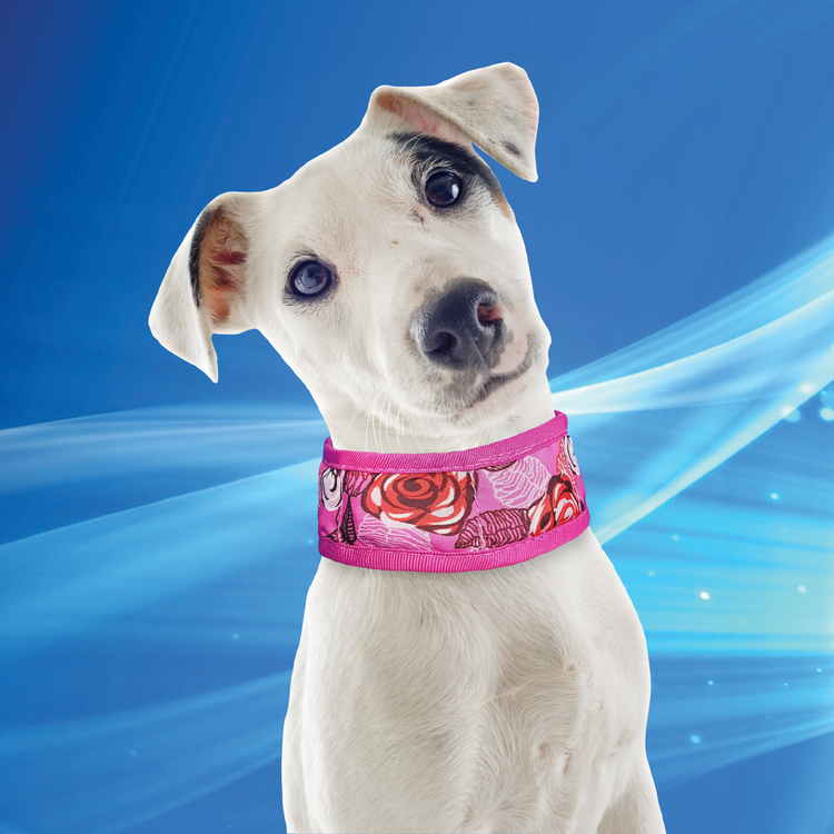Collar 3XL Roses