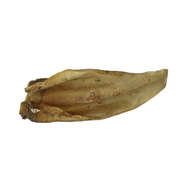 Rinderohr ohne Muschel