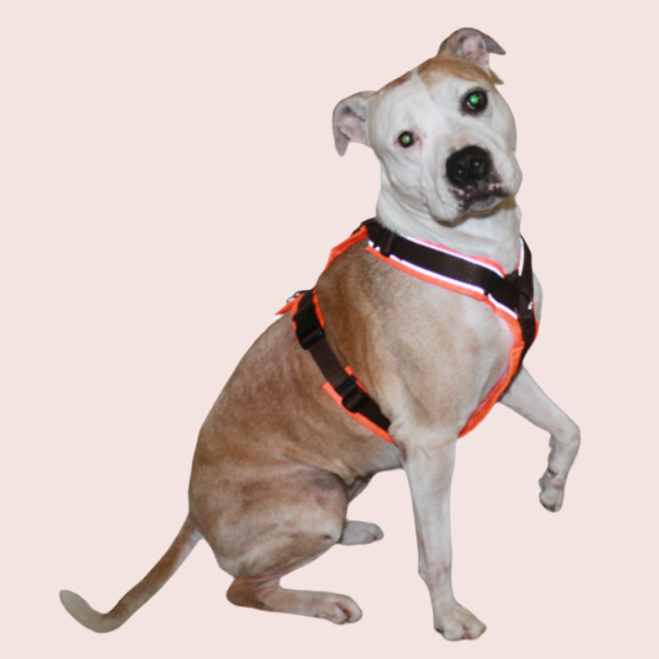 AnnyX Geschirre + Schleppleinen