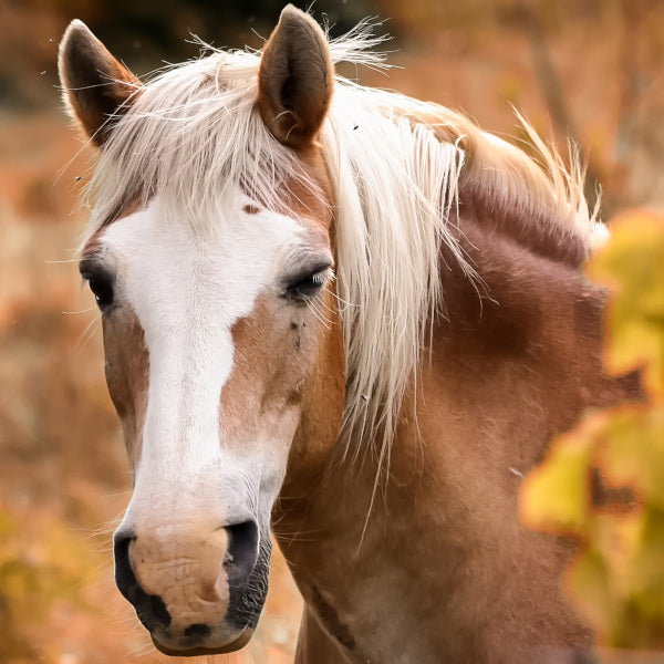Bewegung, Fell & Hufe
