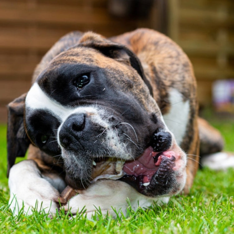 Kauartikel & Snack´s