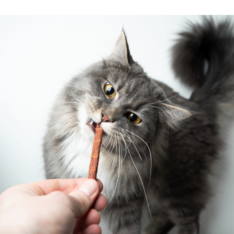 Snacks Katze
