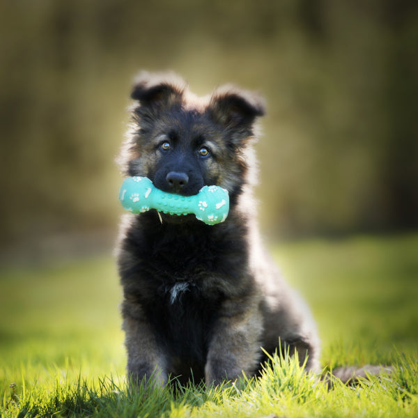 Welpenspielzeug