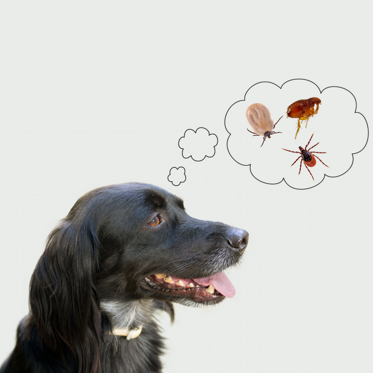 Natürlich gegen Parasiten Hund