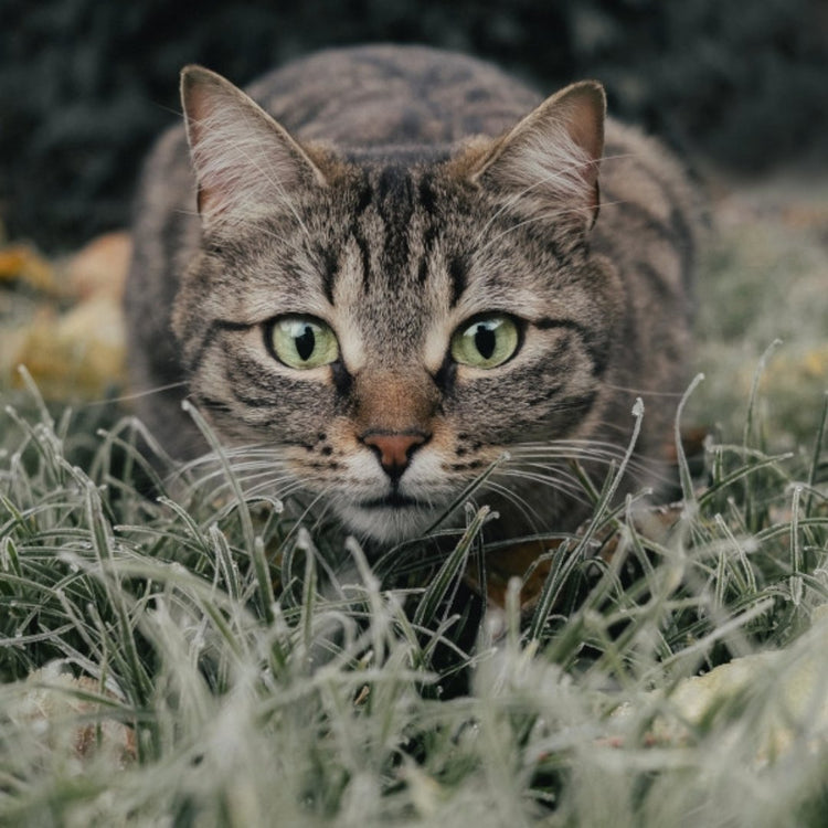 Nahrungsergänzungen & Parasitenabwehr