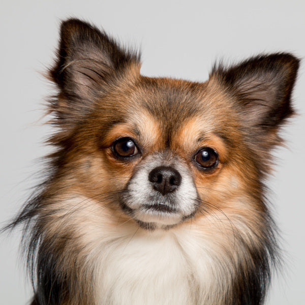 Nahrungsergänzungen