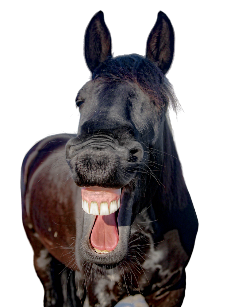 Basis für die Ernährung