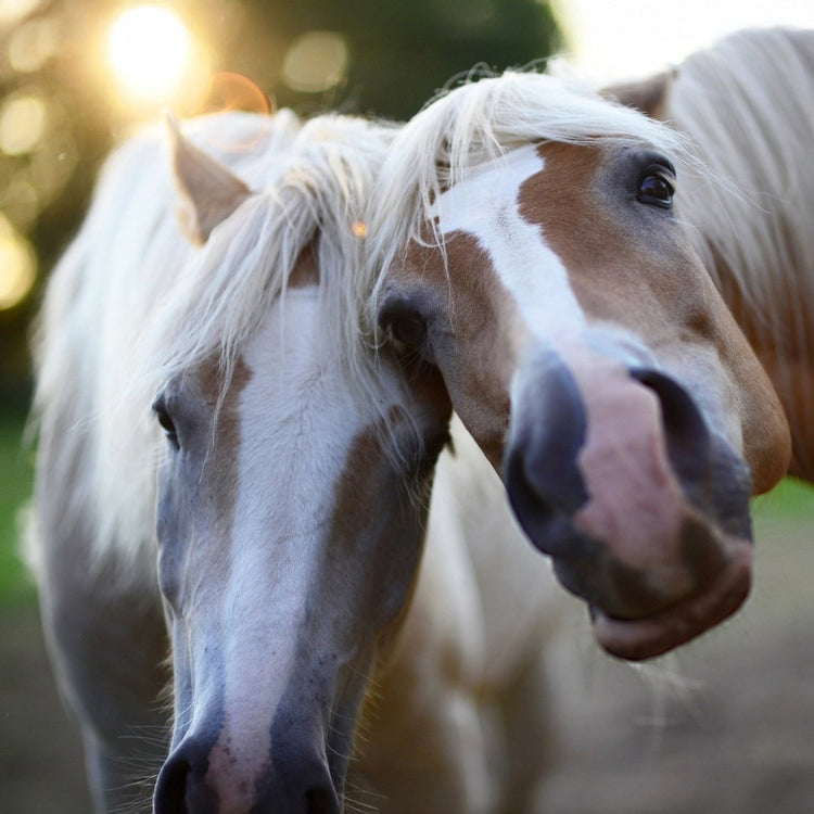 Nahrungsergänzungen
