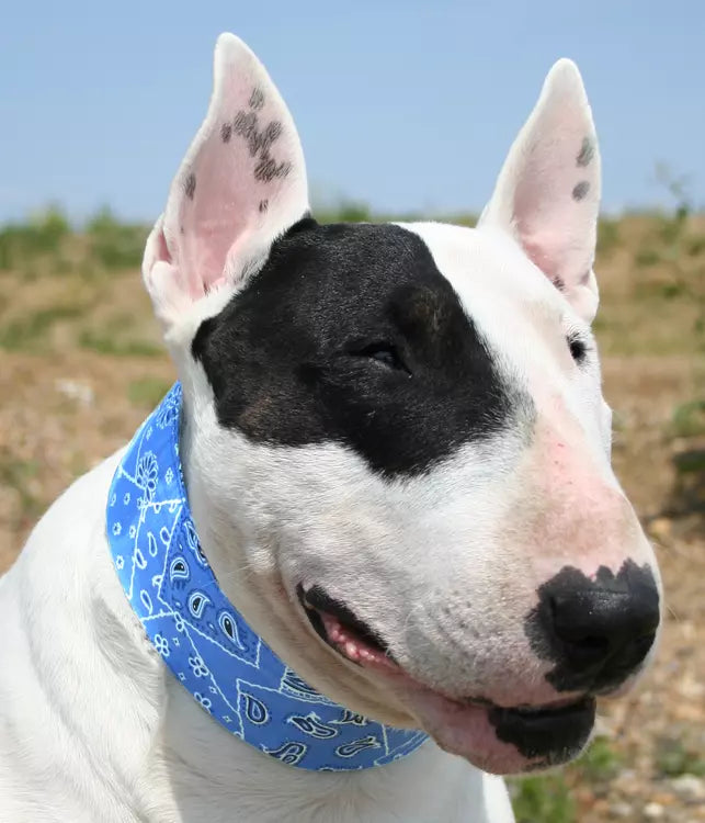 Collar XS+ Blue Western