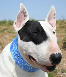 Collar XS+ Blue Western