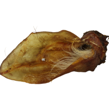 Rinderohr mit Muschel 1 Stück