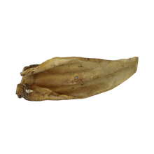 Rinderohr ohne Muschel